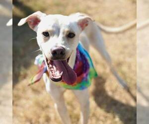 Mutt Dogs for adoption in San Antonio, TX, USA