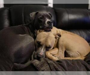 American Pit Bull Terrier Dogs for adoption in Belleuve, NE, USA