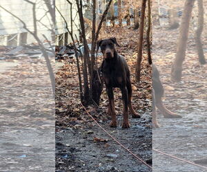 Doberman Pinscher Dogs for adoption in Minneaoplis, MN, USA