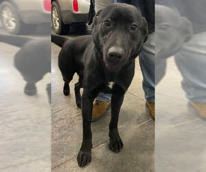 Shepradors Dogs for adoption in Lee's Summit, MO, USA