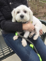 Maltese Dogs for adoption in Rancho Santa Margarita, CA, USA