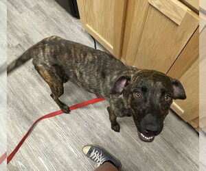 Mutt Dogs for adoption in Minneapolis, MN, USA