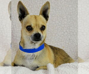 Chihuahua Dogs for adoption in Bon Carbo, CO, USA