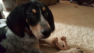 Bluetick Coonhound Dogs for adoption in Chicago, IL, USA