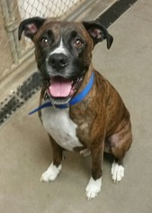 Boxer-Unknown Mix Dogs for adoption in Attica, NY, USA