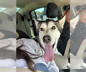 Siberian Husky Dogs for adoption in San Antonio, TX, USA