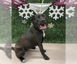 American Pit Bull Terrier-Labrador Retriever Mix Dogs for adoption in Grasswood, Saskatchewan, Canada