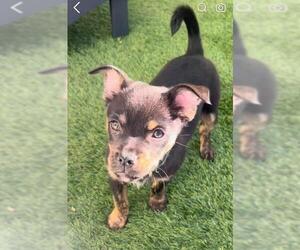 Chipin Dogs for adoption in Plantation, FL, USA