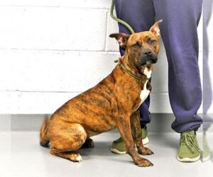 American Pit Bull Terrier-American Staffordshire Terrier Mix Dogs for adoption in Pittsburgh, PA, USA