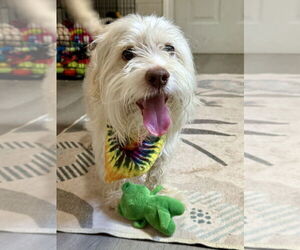 Mutt Dogs for adoption in San Leon, TX, USA