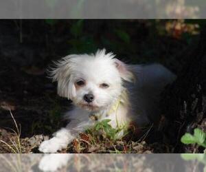 Mal-Shi Dogs for adoption in Lansing, MI, USA