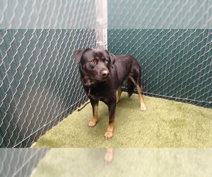 Rottweiler-Siberian Husky Mix Dogs for adoption in Downey, CA, USA