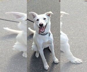 Mutt Dogs for adoption in NYC, NY, USA