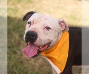 American Staffordshire Terrier-Unknown Mix Dogs for adoption in San Antonio, TX, USA