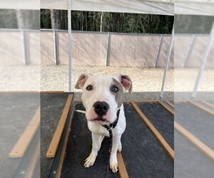 American Pit Bull Terrier-Unknown Mix Dogs for adoption in Palmetto, FL, USA