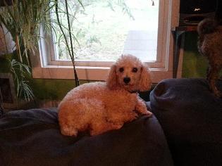 Poodle (Toy) Dogs for adoption in Alexandria, KY, USA