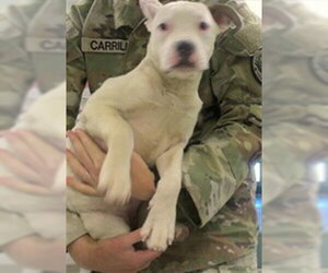 American Bulldog Dogs for adoption in Oklahoma City, OK, USA