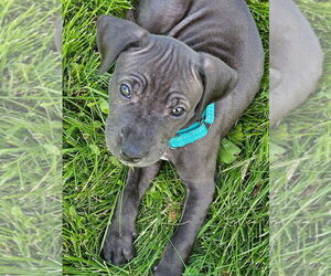 American Pit Bull Terrier-Labrador Retriever Mix Dogs for adoption in Bemidji, MN, USA