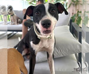 Labrador Retriever-Unknown Mix Dogs for adoption in Washington, DC, USA