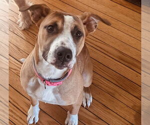 Boxer Dogs for adoption in SHERBURNE, NY, USA