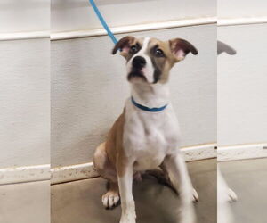 Bullboxer Pit Dogs for adoption in Amarillo, TX, USA
