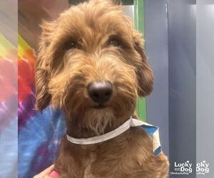 Mutt Dogs for adoption in Washington, DC, USA