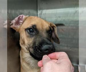 Mastiff Dogs for adoption in Austin, TX, USA