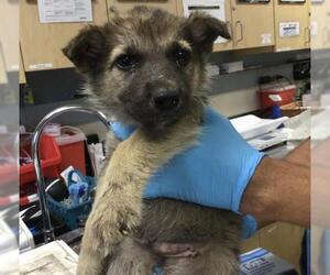 German Shepherd Dog-Unknown Mix Dogs for adoption in Riverside, CA, USA