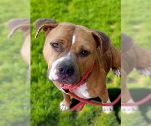 American Pit Bull Terrier Dogs for adoption in Sacramento, CA, USA
