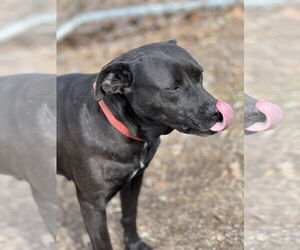 Labrador Retriever-Unknown Mix Dogs for adoption in Okolona, MS, USA