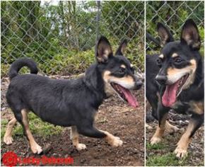 Doxie-Pin Dogs for adoption in Kailua Kona , HI, USA