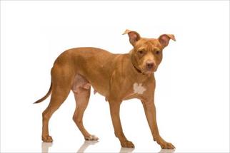 American Pit Bull Terrier-Unknown Mix Dogs for adoption in Spokane, WA, USA