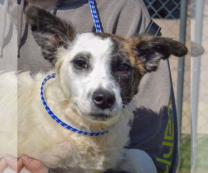 American Staffordshire Terrier-Border Collie Mix Dogs for adoption in Huntley, IL, USA