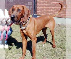 Redbone Coonhound Dogs for adoption in Ontario, Ontario, Canada