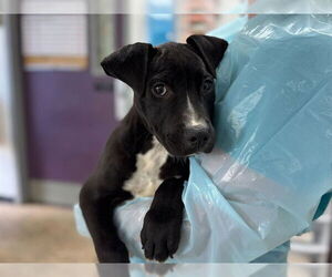 American Staffordshire Terrier-Unknown Mix Dogs for adoption in Raleigh, NC, USA