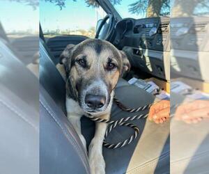 German Shepherd Dog-Unknown Mix Dogs for adoption in Stockton, CA, USA