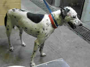 Dalmatian Dogs for adoption in Stockton, CA, USA
