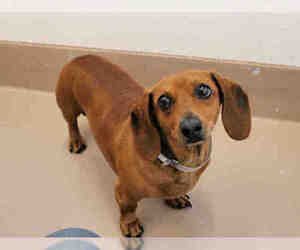 Dachshund Dogs for adoption in San Francisco, CA, USA