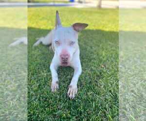 American Pit Bull Terrier-Unknown Mix Dogs for adoption in Pompano Beach , FL, USA