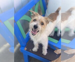 Cairwich Terrier Dogs for adoption in Newport Beach, CA, USA