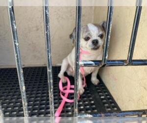 Shih Tzu Dogs for adoption in Murfreesboro, TN, USA