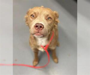 American Pit Bull Terrier Dogs for adoption in Peoria, IL, USA