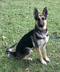 German Shepherd Dog Dogs for adoption in Texarkana, TX, USA