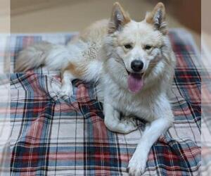 Goberian Dogs for adoption in Chula Vista, CA, USA