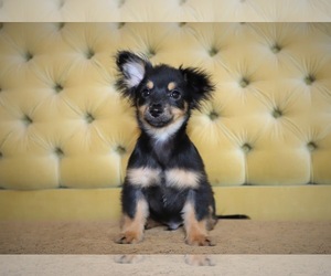 Papshund Dogs for adoption in Rockaway, NJ, USA