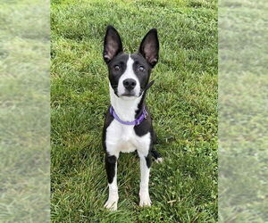 Basenji-Unknown Mix Dogs for adoption in Lee's Summit, MO, USA
