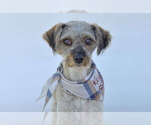 Mutt Dogs for adoption in Pasadena, CA, USA