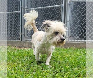 ShihPoo Dogs for adoption in New Orleans, LA, USA