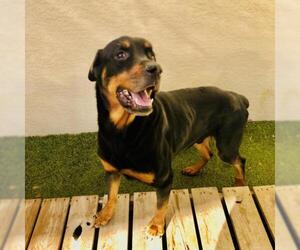 Rottweiler Dogs for adoption in Titusville, FL, USA