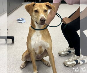 Labrador Retriever-Unknown Mix Dogs for adoption in Washington, DC, USA